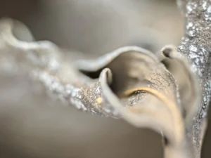 Curled textures twist in muted tones, revealing time’s quiet artistry in decay.