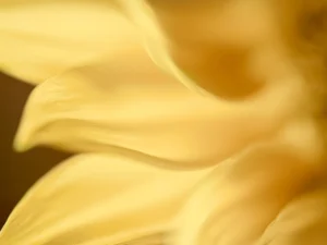 Golden petals flow in soft curves, capturing warmth and light in motion.