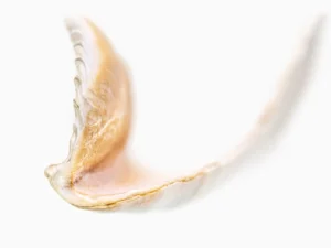 Delicate shell curves upward gracefully, revealing smooth textures and sunlit translucence.