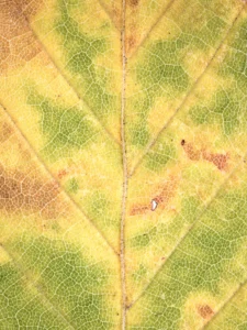Intricate leaf veins form a mosaic of golden, green, and amber hues.