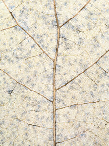 Delicate pale leaf veins create intricate patterns of texture and time.