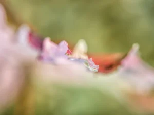 Soft focus reveals a pastel leaf edge, blending pink, green, and serenity.
