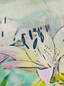 Blooming lily glows with soft yellow-pink hues, radiating gentle warmth and serenity.
