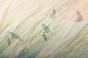 A flock takes wing on the winds, sweeping tall grass.