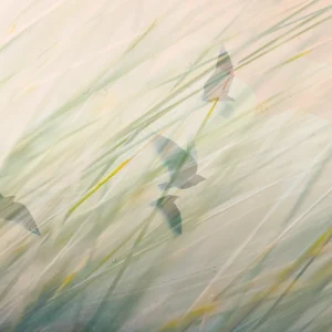 A flock takes wing on the winds, sweeping tall grass.