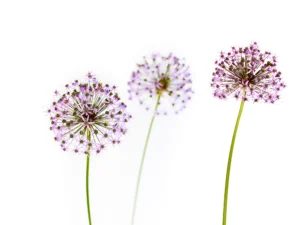 Three delicate blossoms stand tall, their violet stars glowing against pure light.