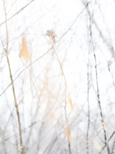 Soft winter branches fade into light, holding whispers of autumn’s warmth.