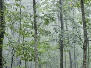 Mist drifts through quiet trees, softening greens and blurring the forest’s depth.