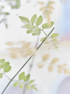 Delicate green leaves float in soft light, capturing nature’s quiet gentle rhythm.