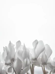Soft white petals unfold gracefully upward, embodying purity, light, and serene elegance.