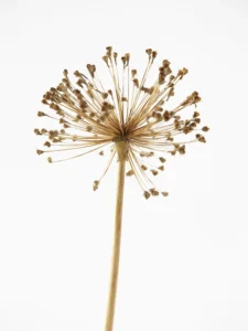 Delicate dried bloom radiates golden symmetry against a softly illuminated white background.
