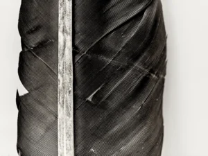 Close-up feather texture reveals fine lines, subtle curves, and natural symmetry.