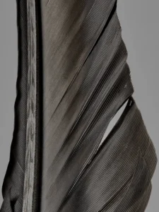 Detailed feather macro reveals elegant curvature, fine grooves, and natural sheen.