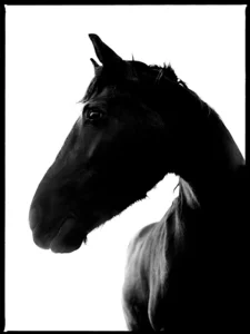 Graceful horse silhouette captured in soft light, emphasizing strength and serenity.