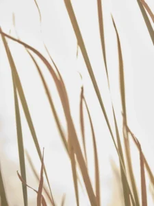 Golden reeds sway gently in soft sunlight, creating a serene abstract rhythm.