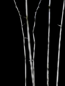 Slender branches emerge from darkness, their pale textures revealing quiet natural resilience.