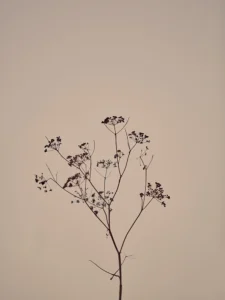 Delicate dried stems reach upward, silhouetted against a warm, minimal peach sky.