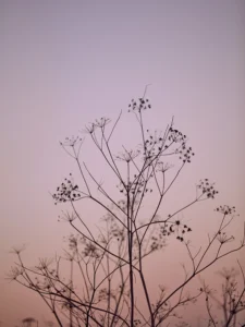 Tall, airy plants intertwine gracefully, silhouetted by soft pastel evening light.