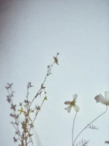 Gentle flower shadows fall on linen, evoking calm morning light and stillness.