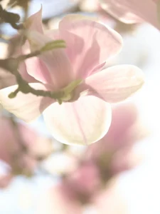 Soft sunlight filters through pink magnolia petals, revealing delicate texture and tranquil beauty.