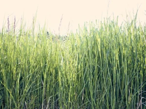 Sunlit blades of green grass sway gently, capturing summer’s fresh serene energy.