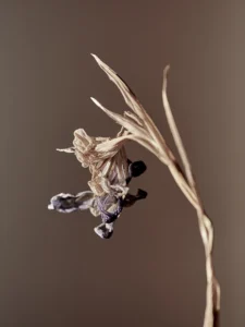 Withered flower captured in soft light, revealing fragile beauty and graceful decay.