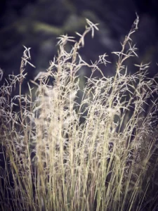 Delicate wild grasses sway gently, their golden strands glowing against dark background.