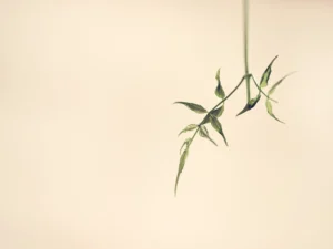 Single delicate vine hangs gracefully, tender green leaves floating against soft beige background.