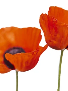 Vibrant crimson petals glowing softly, their delicate texture captures fleeting sunlight.