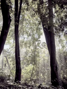 Sunlight filters through tall trees, soft rain sparkles in quiet forest.