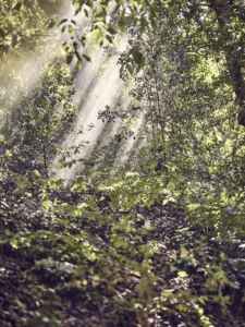 Warm rays pierce dense foliage, illuminating emerald leaves in serene harmony.