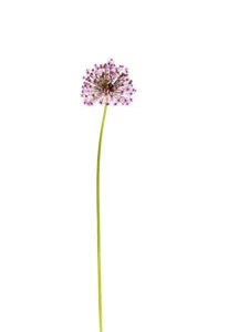 Tall stem supports delicate pink blossoms, radiating geometric beauty in purity.