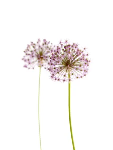 Twin floral spheres bloom together, slender stems balancing vibrant pink symmetry.