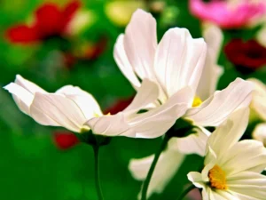 Ivory petals preen like silk in the light of a flower garden bursting with color.