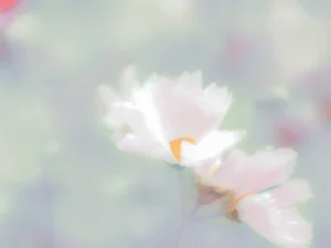 White blooms shine from a hazy, pastel recollection.