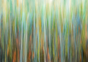 A wall of tall grasses glow under radiant conditions.