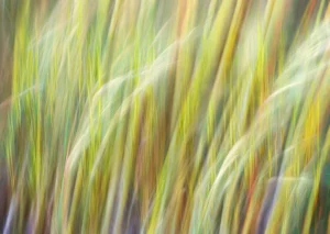 Feathered stalks of tall gold and green grasses sway and blur in a haze.