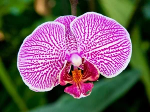Intricate natural patterning adorns a gorgeous pink and white Phalaenopsis Orchid near the pinnacle of its bloom.
