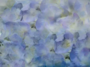 Pastel close up on a bundle of light blue hydrangeas.