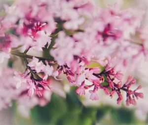 Pink blossoms burst into bloom with the turning of the season.