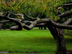 A scenic park tree, with thick winding branches, provides natural shelter from the elements in a field of lush green grass.