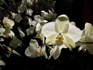 An encroaching mass of white orchids bloom from the darkness.