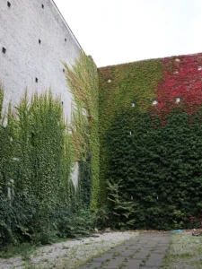 Boston ivy climbs the sides of tall stone walls at the corner of a paved path.