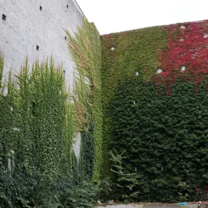 Boston ivy climbs the sides of tall stone walls at the corner of a paved path.