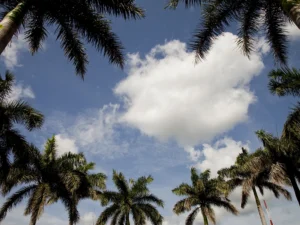 Above a ring of plotting palms, a merry band of clouds observe quietly.