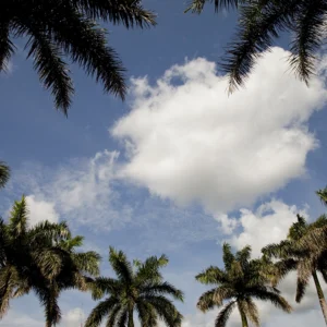 Above a ring of plotting palms, a merry band of clouds observe quietly.