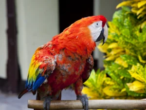 Insulted by the vibrant fern in the background, a beady-eyed, multicolored parrot endures the molting process.