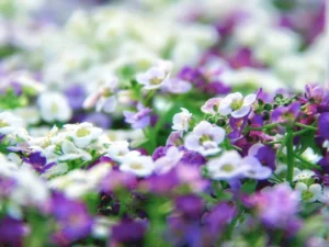 A collection of white and purple peonies sharpen into focus, basking under the light.