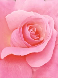 A blushing rose commands attention to its delicately detailed petals as they unfurl.