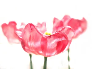 The petals of pink tulips curl like ribbons, natural textures catching the light.